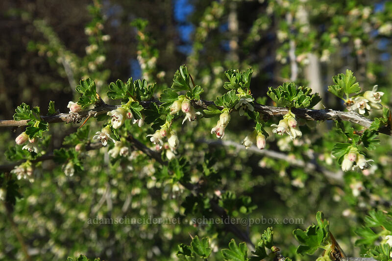 desert gooseberry (Ribes velutinum (Grossularia velutina)) [Hobart Peak, Cascade-Siskiyou National Monument, Jackson County, Oregon]