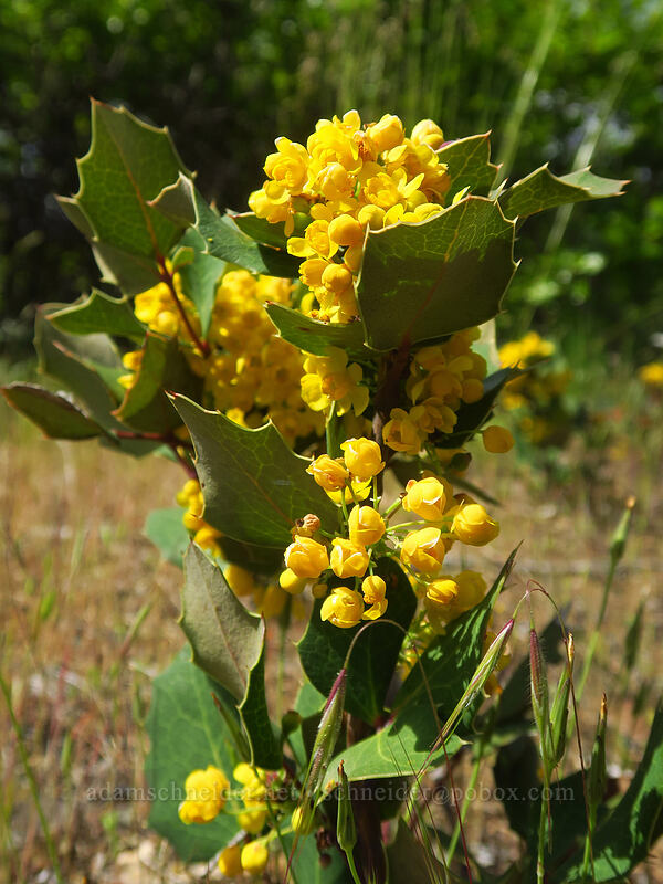 pygmy Oregon-grape (Mahonia pumila (Berberis pumila)) [Rough and Ready State Natural Site, Josephine County, Oregon]