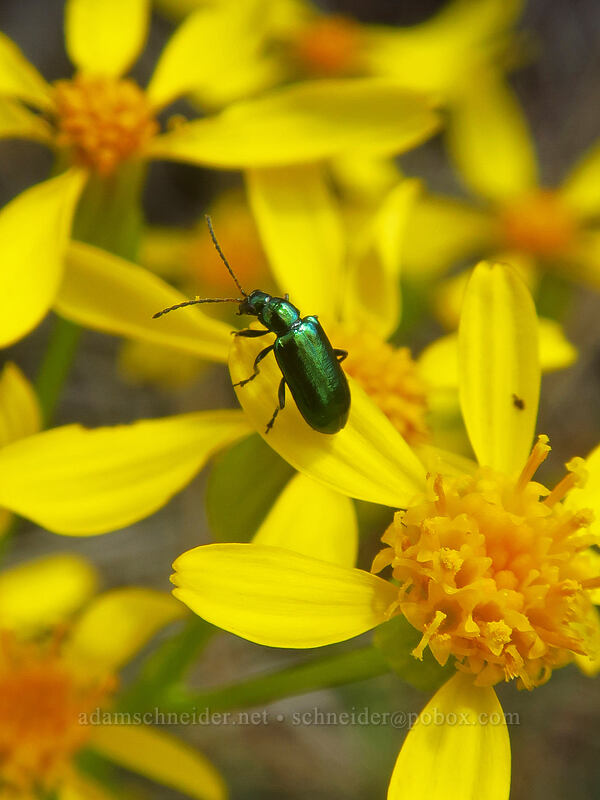 iridescent beetle on Siskiyou ragwort (Packera macounii (Senecio fastigatus)) [Rough and Ready State Natural Site, Josephine County, Oregon]