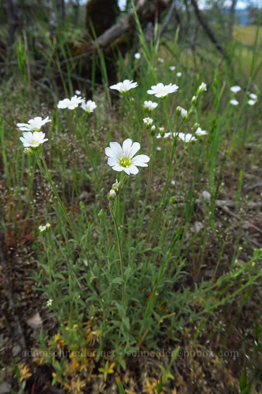 chickweed (Cerastium arvense) [Rough and Ready State Natural Site, Josephine County, Oregon]