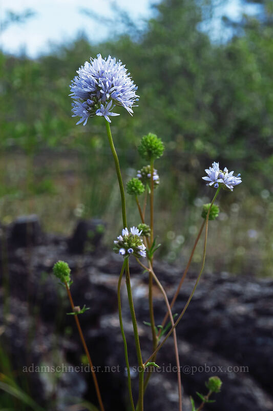 blue-head gilia (Gilia capitata) [Rough and Ready State Natural Site, Josephine County, Oregon]