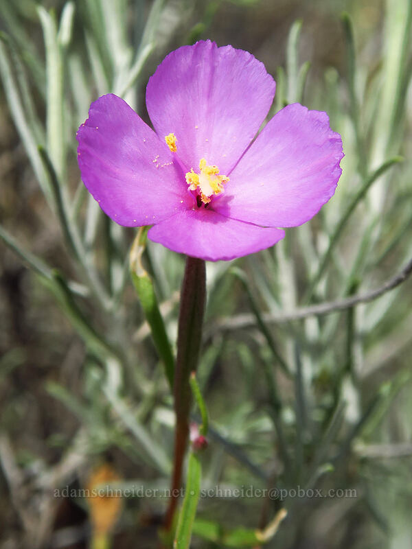 slender clarkia (Clarkia gracilis ssp. gracilis) [Rough and Ready State Natural Site, Josephine County, Oregon]