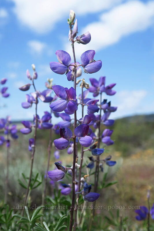 lupines (Lupinus sp.) [Rough and Ready State Natural Site, Josephine County, Oregon]