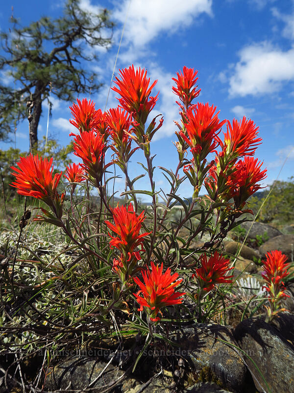 frosted paintbrush (Castilleja pruinosa) [Rough and Ready State Natural Site, Josephine County, Oregon]