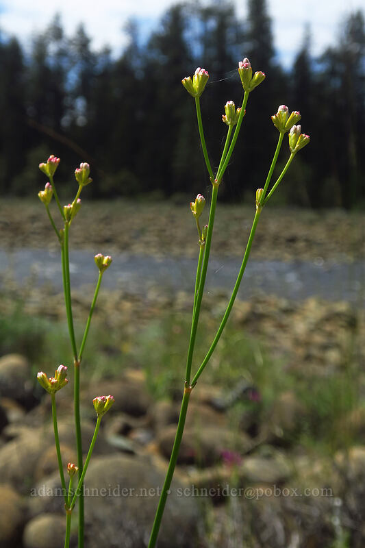bare-stem buckwheat (Eriogonum nudum var. nudum) [Rough and Ready ACEC, Josephine County, Oregon]