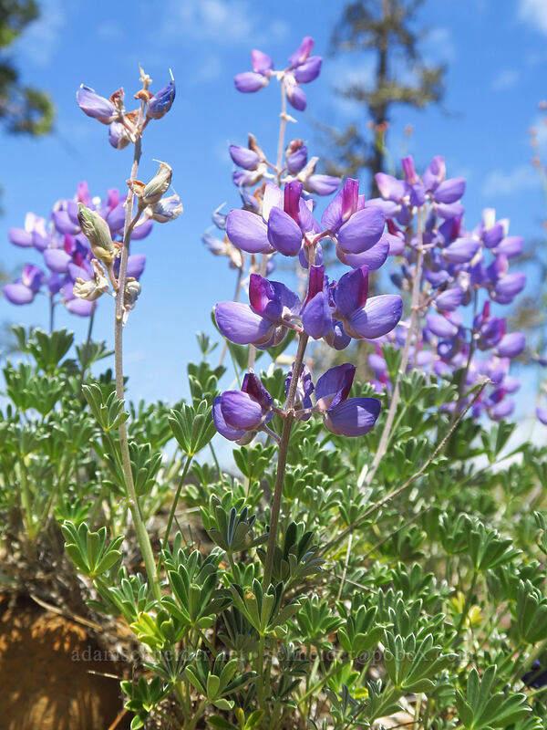 white-leaved lupines (Lupinus albifrons) [Rough and Ready ACEC, Josephine County, Oregon]