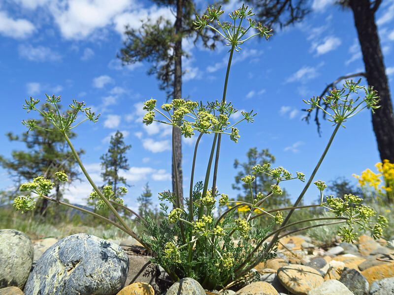 big-seed biscuitroot (Lomatium macrocarpum) [Rough and Ready ACEC, Josephine County, Oregon]
