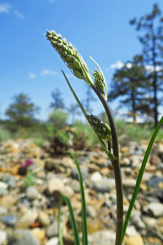 rush-lily, budding (Hastingsia serpentinicola (Hastingsia alba)) [Rough and Ready ACEC, Josephine County, Oregon]