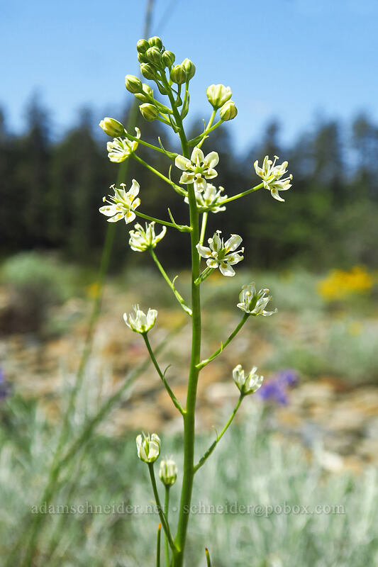 small-flowered death-camas (Toxicoscordion micranthum (Zigadenus micranthus)) [Rough and Ready ACEC, Josephine County, Oregon]