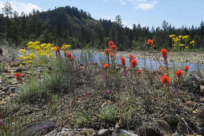 wildflowers & Rough and Ready Creek (Packera macounii (Senecio fastigatus), Castilleja pruinosa, Allium falcifolium) [Rough and Ready ACEC, Josephine County, Oregon]
