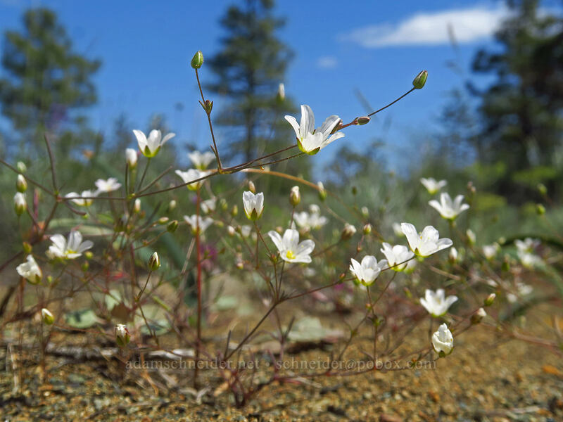 Douglas' stitchwort (Minuartia douglasii (Sabulina douglasii) (Arenaria douglasii)) [Rough and Ready ACEC, Josephine County, Oregon]