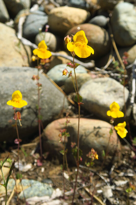 small-leaf monkeyflower (Erythranthe microphylla (Mimulus microphyllus)) [Rough and Ready ACEC, Josephine County, Oregon]