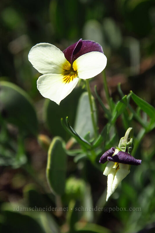 Oregon violet (Viola hallii) [Rough and Ready ACEC, Josephine County, Oregon]