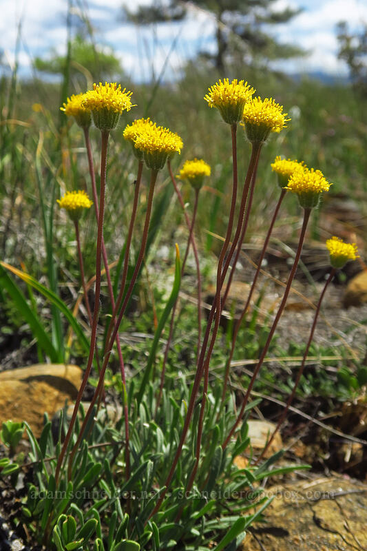 Waldo daisy/fleabane (Erigeron bloomeri var. nudatus) [Rough and Ready ACEC, Josephine County, Oregon]