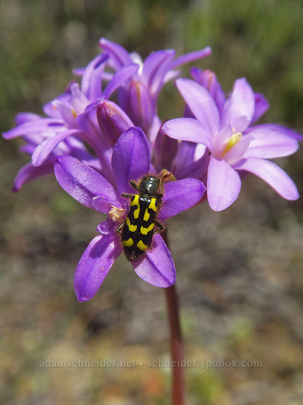 ornate checkered beetle on ookow (Trichodes ornatus, Dichelostemma multiflorum) [Rough and Ready ACEC, Josephine County, Oregon]