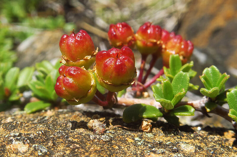 Siskiyou mat fruit (Ceanothus pumilus) [Rough and Ready ACEC, Josephine County, Oregon]