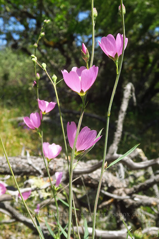 Del Norte checker-bloom (Sidalcea asprella (Sidalcea malviflora ssp. asprella)) [Rough and Ready ACEC, Josephine County, Oregon]