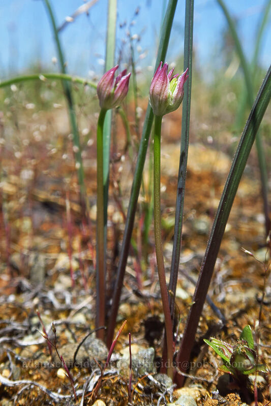wild onion, budding (Allium sp.) [Rough and Ready State Natural Site, Josephine County, Oregon]