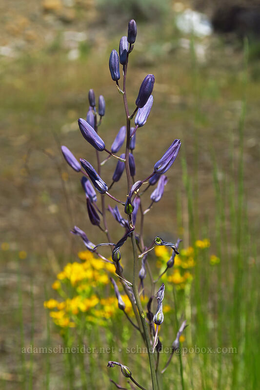 great camas (Camassia leichtlinii ssp. suksdorfii) [Rough and Ready State Natural Site, Josephine County, Oregon]