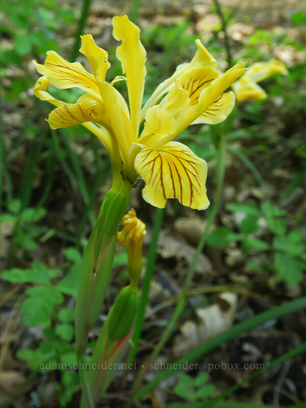 Siskiyou iris (Iris bracteata) [Westside Road, Josephine County, Oregon]