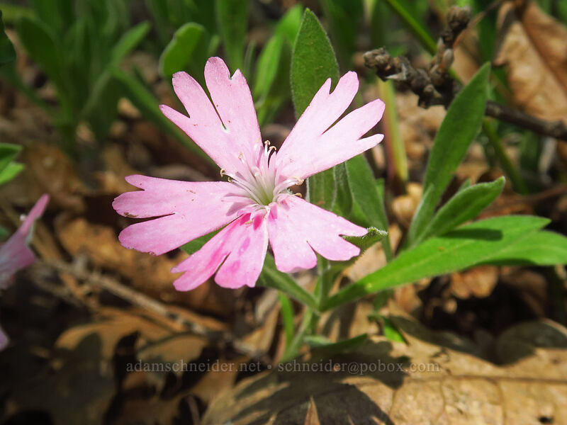 Hooker's Indian-pink (Silene hookeri ssp. hookeri) [Westside Road, Josephine County, Oregon]