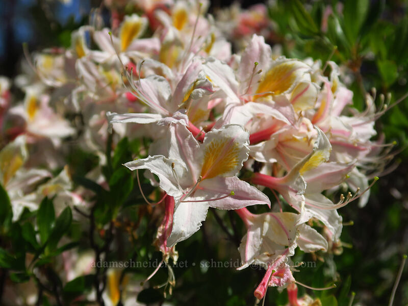 western azalea (Rhododendron occidentale) [Eight Dollar Mountain Botanical Area, Rogue River-Siskiyou National Forest, Josephine County, Oregon]