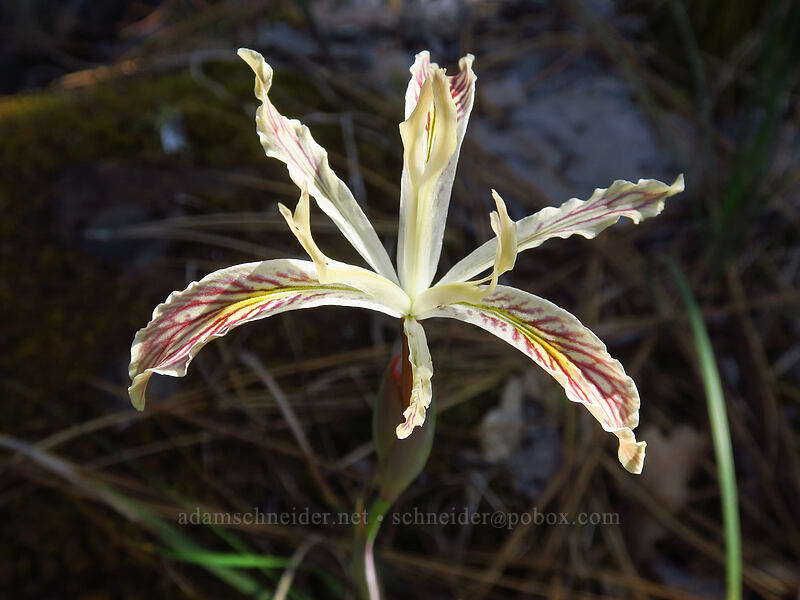 yellow-leaf iris (Iris chrysophylla) [Eight Dollar Mountain Botanical Area, Rogue River-Siskiyou National Forest, Josephine County, Oregon]