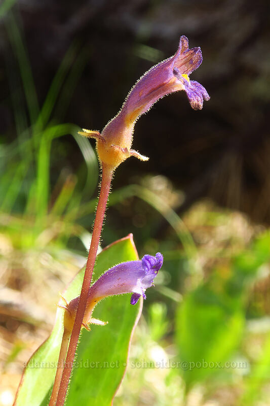naked broomrape (Aphyllon purpureum (Orobanche uniflora)) [Little Falls Loop Trail, Rogue River-Siskiyou National Forest, Josephine County, Oregon]