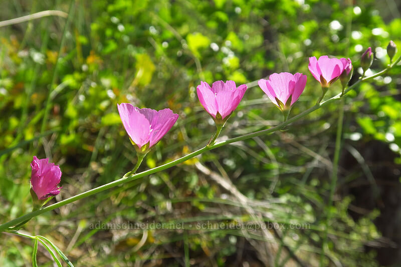 Del Norte checker-bloom (Sidalcea asprella (Sidalcea malviflora ssp. asprella)) [Little Falls Loop Trail, Rogue River-Siskiyou National Forest, Josephine County, Oregon]
