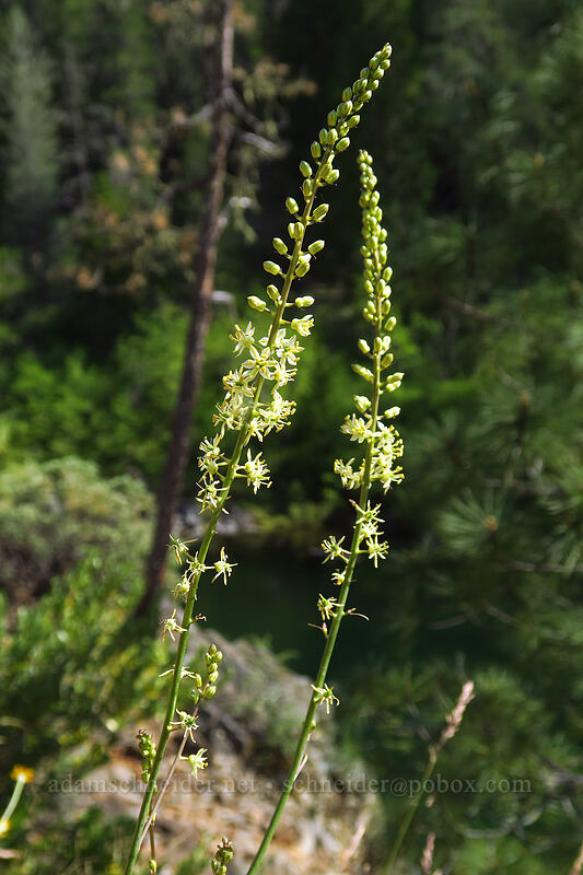 Klamath rush-lily (Hastingsia serpentinicola (Hastingsia alba)) [Little Falls Loop Trail, Rogue River-Siskiyou National Forest, Josephine County, Oregon]