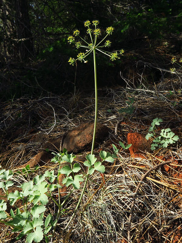 Howell's desert parsley (Lomatium howellii) [Eight Dollar Mountain Botanical Area, Rogue River-Siskiyou National Forest, Josephine County, Oregon]