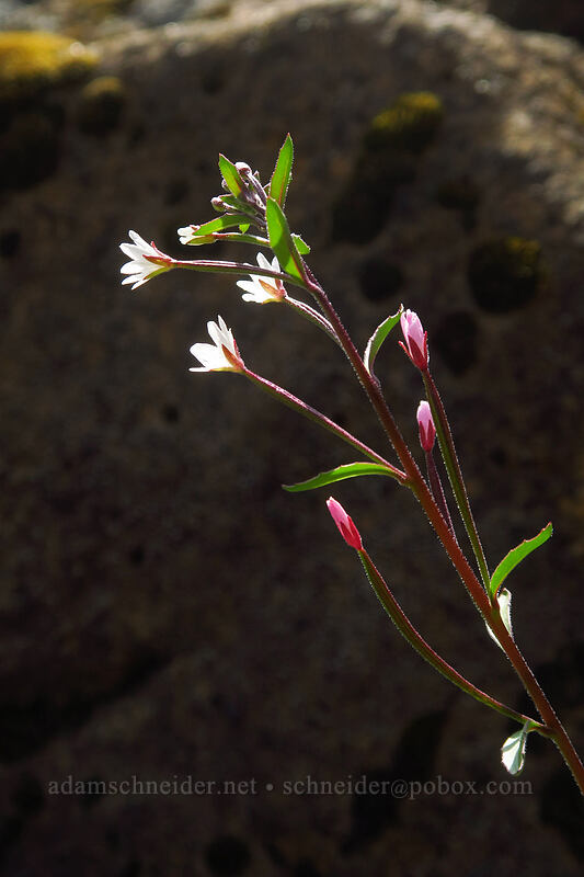 chaparral willow-herb (Epilobium minutum) [Eight Dollar Mountain Botanical Area, Rogue River-Siskiyou National Forest, Josephine County, Oregon]