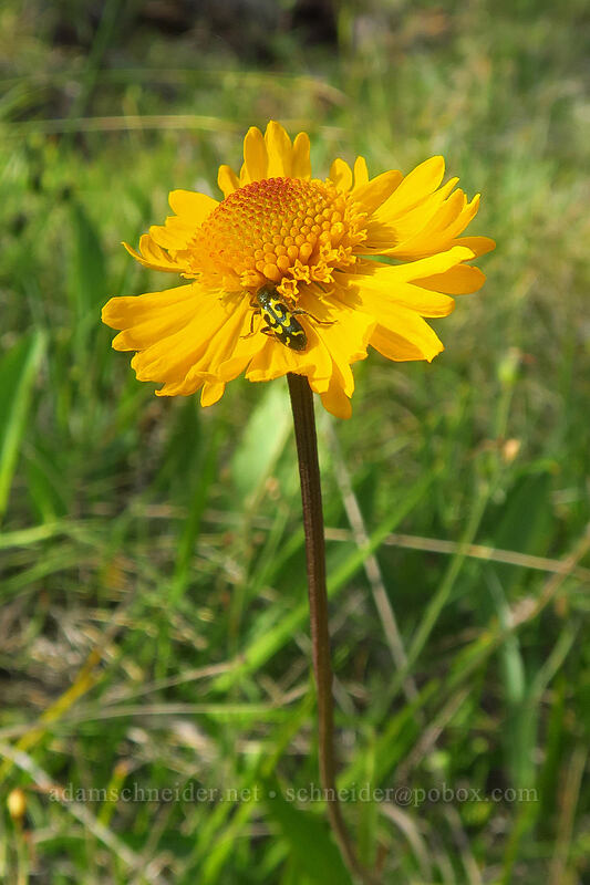 Bigelow's sneeze-weed (Helenium bigelovii) [Eight Dollar Mountain Botanical Area, Rogue River-Siskiyou National Forest, Josephine County, Oregon]