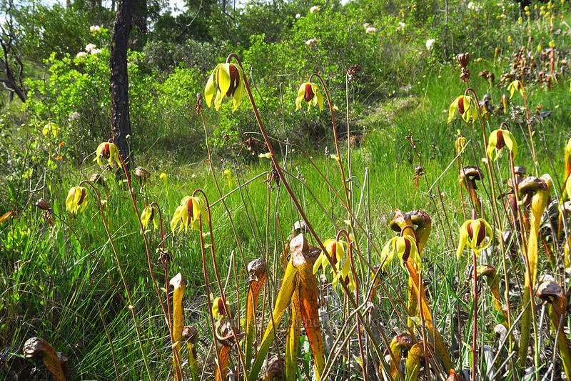 pitcher plant flowers (Darlingtonia californica) [Eight Dollar Mountain Botanical Area, Rogue River-Siskiyou National Forest, Josephine County, Oregon]