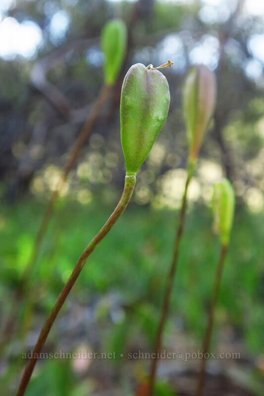 lemon fawn lily seed-pods (Erythronium citrinum) [Forest Road 4201, Rogue River-Siskiyou National Forest, Josephine County, Oregon]
