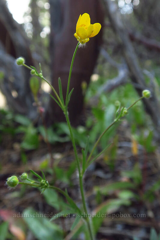 buttercup (Ranunculus sp.) [Forest Road 4201, Rogue River-Siskiyou National Forest, Josephine County, Oregon]