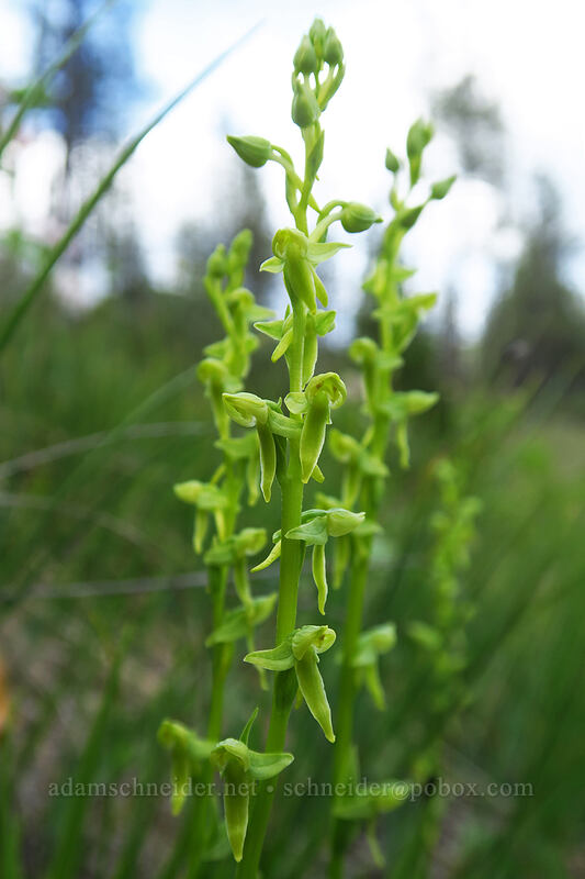 few-flowered bog orchid (Platanthera sparsiflora (Habenaria sparsiflora)) [Days Gulch Botanical Area, Rogue River-Siskiyou National Forest, Josephine County, Oregon]