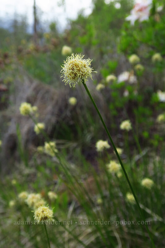 fringed cotton-grass (Eriophorum crinigerum (Calliscirpus criniger)) [Days Gulch Botanical Area, Rogue River-Siskiyou National Forest, Josephine County, Oregon]