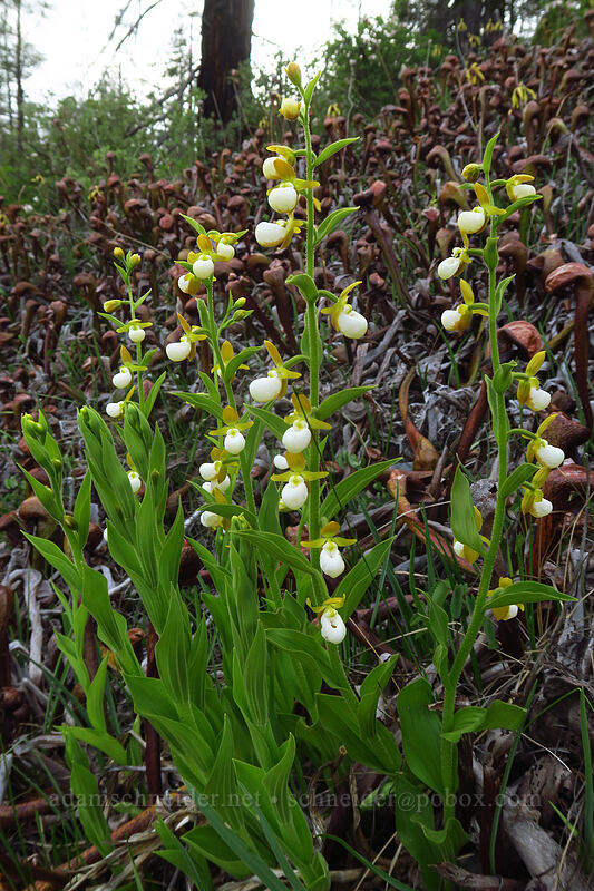 California lady's slipper & pitcher plants (Cypripedium californicum, Darlingtonia californica) [Days Gulch Botanical Area, Rogue River-Siskiyou National Forest, Josephine County, Oregon]
