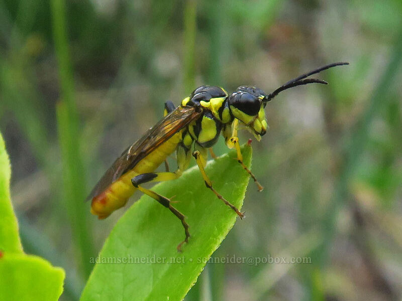 sawfly (Tenthredo sp.) [Days Gulch Botanical Area, Rogue River-Siskiyou National Forest, Josephine County, Oregon]