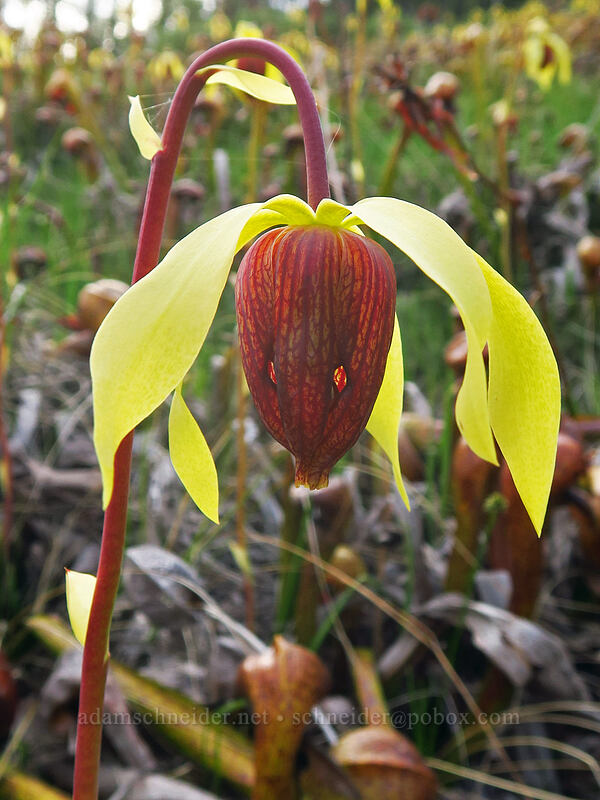 pitcher plant flower (Darlingtonia californica) [Days Gulch Botanical Area, Rogue River-Siskiyou National Forest, Josephine County, Oregon]