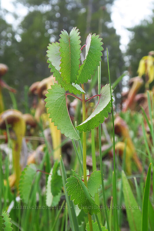 great burnet leaves (Sanguisorba officinalis (Poterium officinale)) [Days Gulch Botanical Area, Rogue River-Siskiyou National Forest, Josephine County, Oregon]