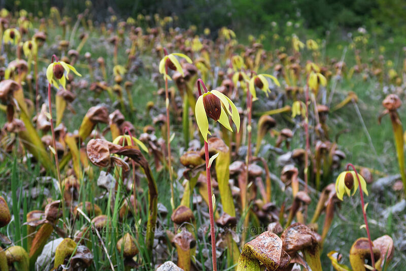 pitcher plant flowers (Darlingtonia californica) [Days Gulch Botanical Area, Rogue River-Siskiyou National Forest, Josephine County, Oregon]