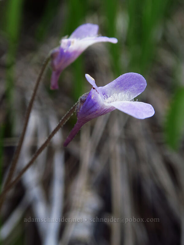 butterwort (Pinguicula macroceras (Pinguicula vulgaris ssp. macroceras)) [Days Gulch Botanical Area, Rogue River-Siskiyou National Forest, Josephine County, Oregon]