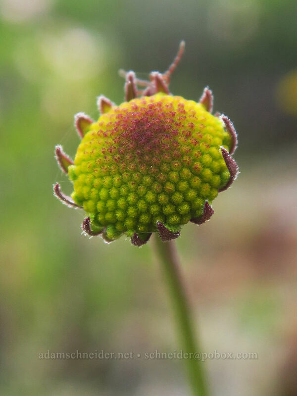 Bigelow's sneeze-weed, budding (Helenium bigelovii) [Days Gulch Botanical Area, Rogue River-Siskiyou National Forest, Josephine County, Oregon]