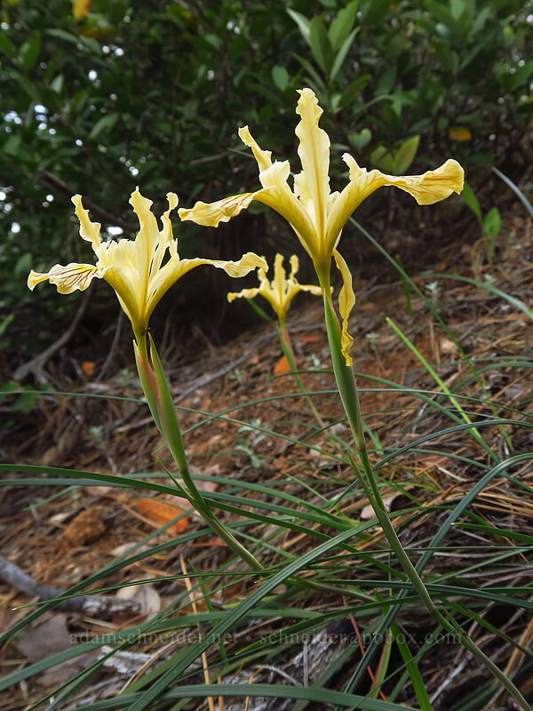 irises (Iris sp.) [Days Gulch Botanical Area, Rogue River-Siskiyou National Forest, Josephine County, Oregon]