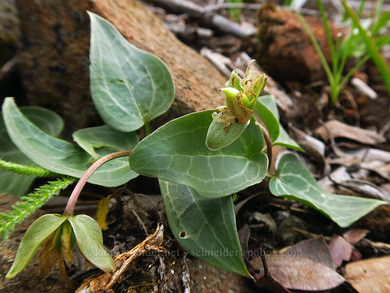 brook wake-robin (Siskiyou trillium), going to seed (Pseudotrillium rivale (Trillium rivale)) [Days Gulch Botanical Area, Rogue River-Siskiyou National Forest, Josephine County, Oregon]