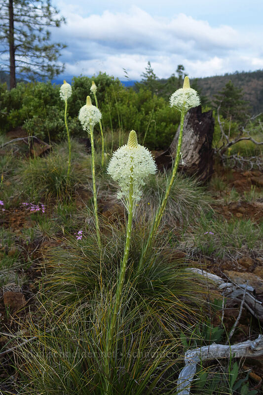 beargrass (Xerophyllum tenax) [Days Gulch Botanical Area, Rogue River-Siskiyou National Forest, Josephine County, Oregon]
