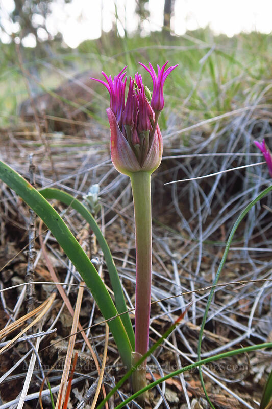sickle-leaved onion (Allium falcifolium) [Days Gulch Botanical Area, Rogue River-Siskiyou National Forest, Josephine County, Oregon]