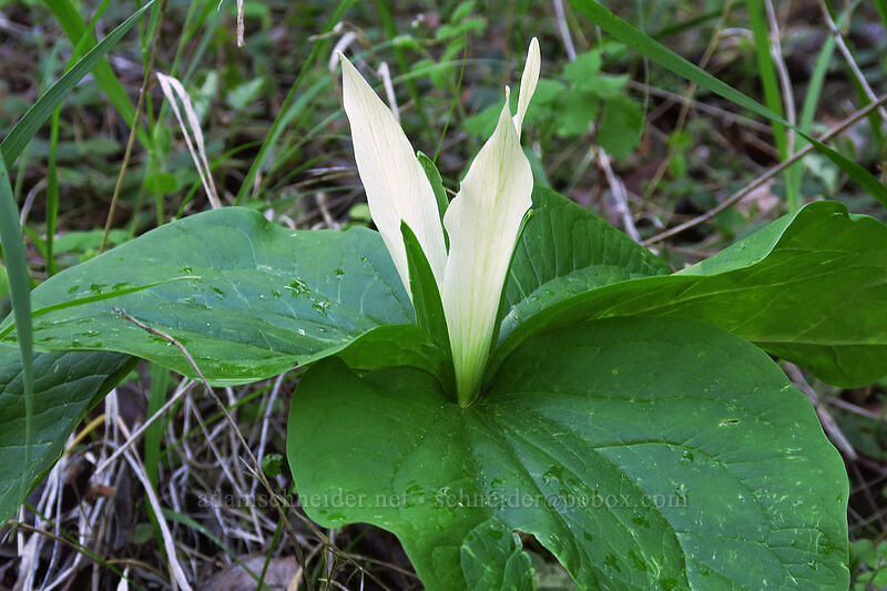 giant white trillium (Trillium albidum) [East Applegate Ridge Trail, Jackson County, Oregon]